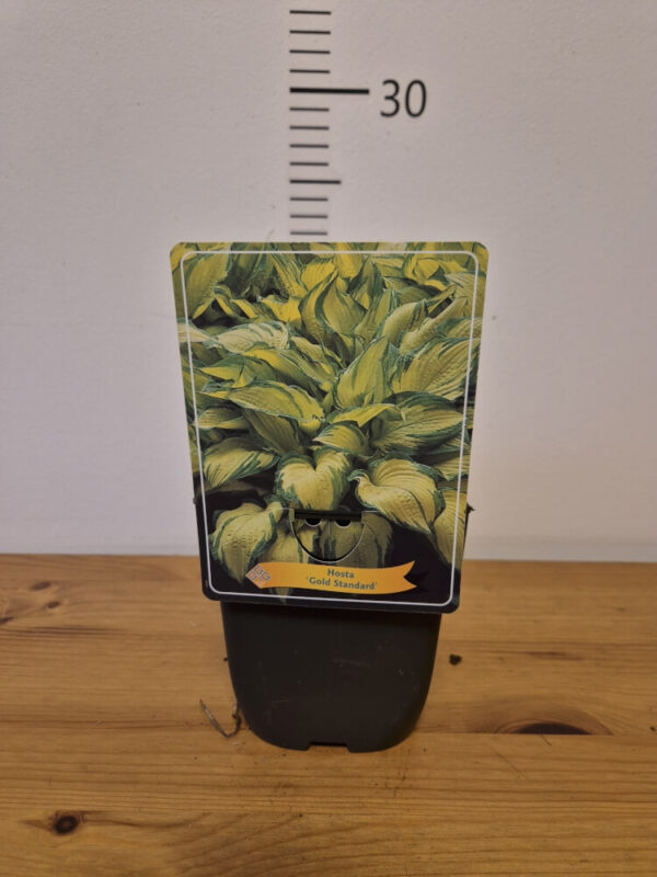 Hosta mix