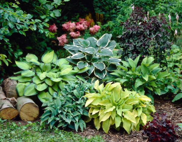 Hosta mix