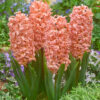 Hyacinthus 'Gipsy Queen'