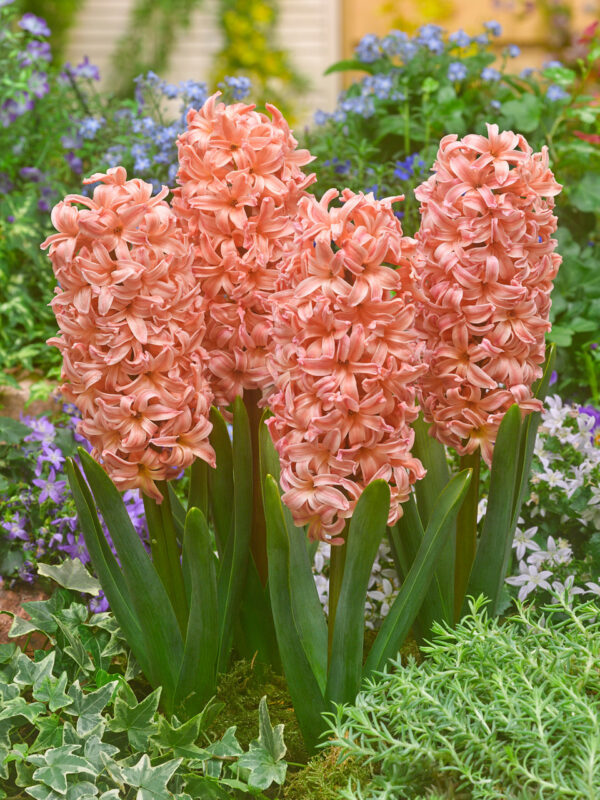 Hyacinthus 'Gipsy Queen'