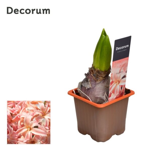 Hyacinthus 'Gipsy Queen'