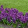 Hyacinthus 'Purple Sensation'