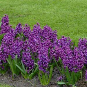 Hyacinthus 'Purple Sensation'