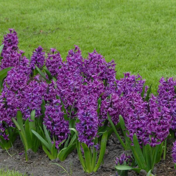 Hyacinthus 'Purple Sensation'