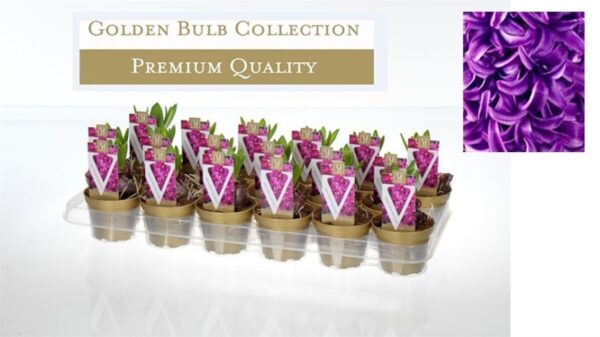 Hyacinthus 'Purple Sensation'