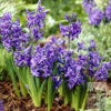 Hyacinthus multiflora blue