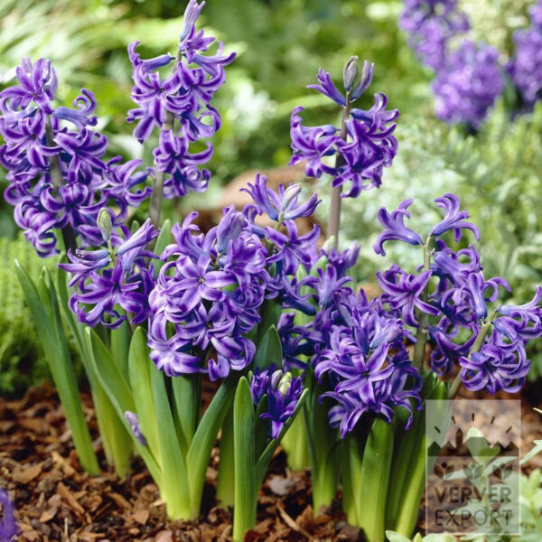 Hyacinthus multiflora blue