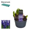 Hyacinthus multiflora blue
