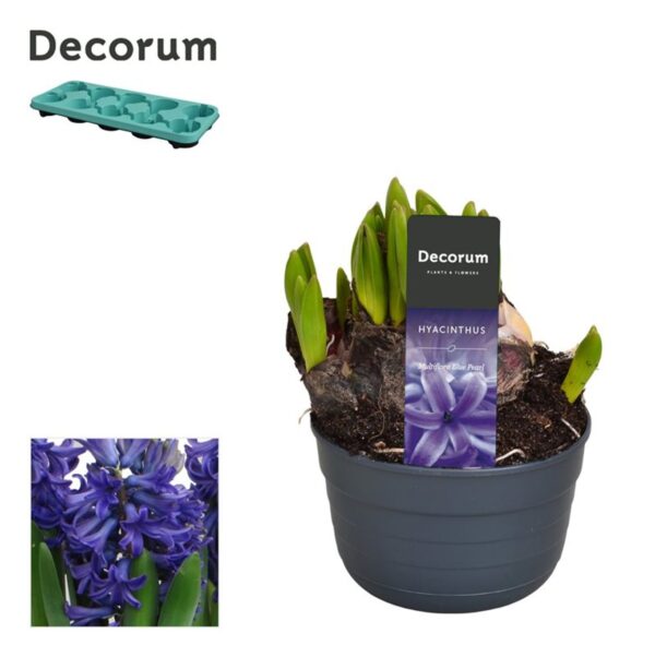 Hyacinthus multiflora blue