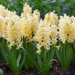 Hyacinthus 'Yellowstone'