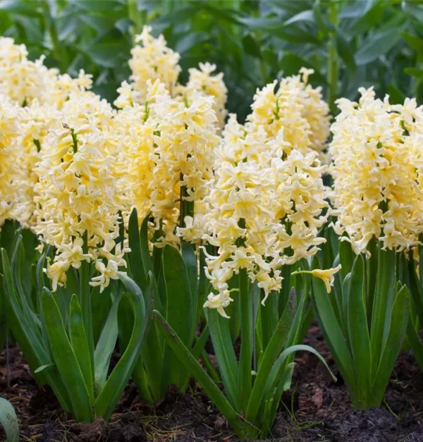 Hyacinthus 'Yellowstone'