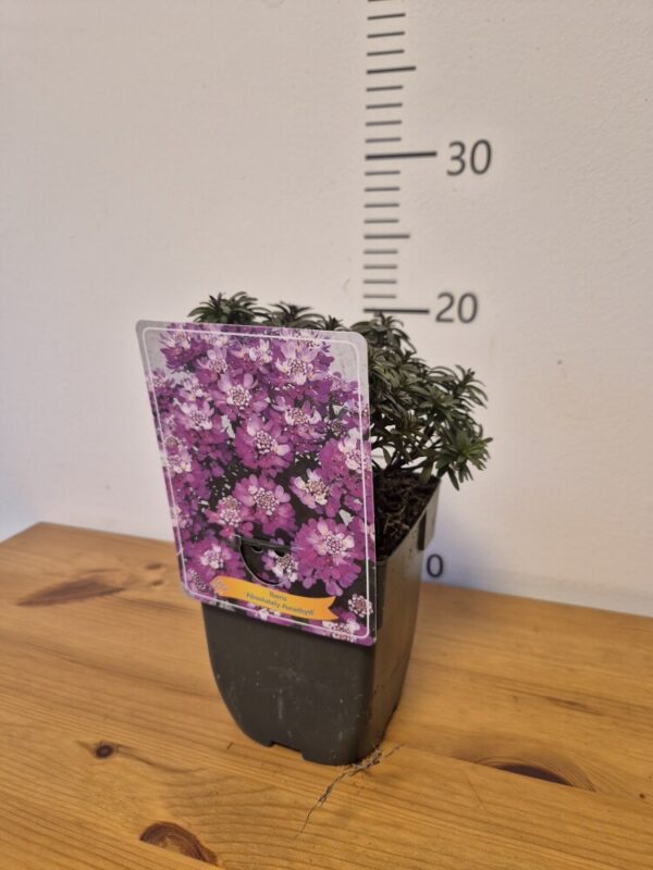 Iberis-Absolutely-Amethyst-tvrtko Iberis mix
