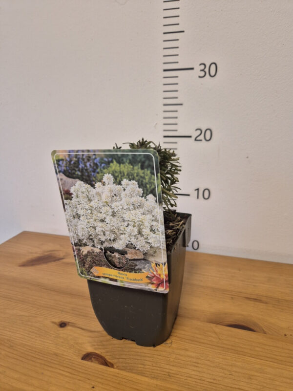 Iberis-Fischbeck-tvrtko Iberis mix