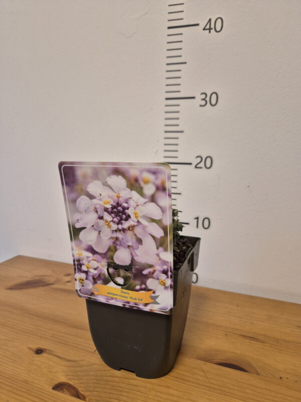 Iberis-Pink-Ice-tvrtko Iberis mix