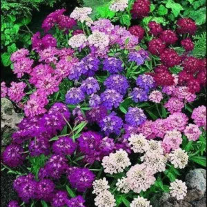 Iberis mix Iberis mix