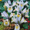 Iris ret. 'Katharine Hodgkin'