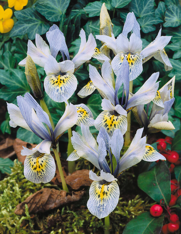 Iris ret. 'Katharine Hodgkin'