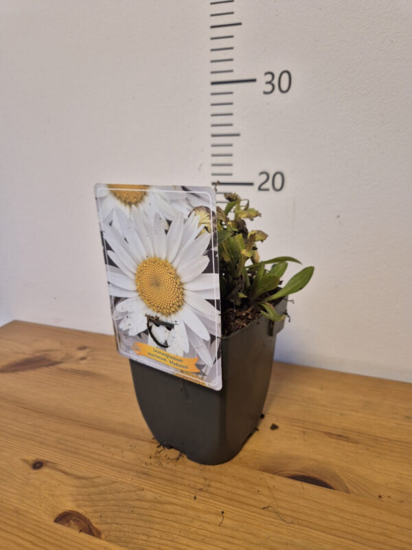 Leucanthemum mix – ivančica