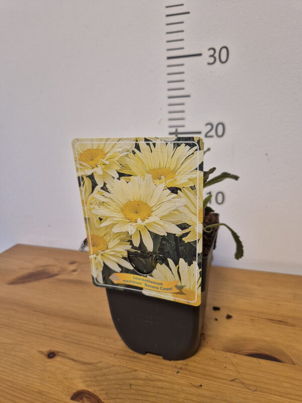 Leucanthemum mix – ivančica