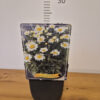 Leucanthemum mix – ivančica