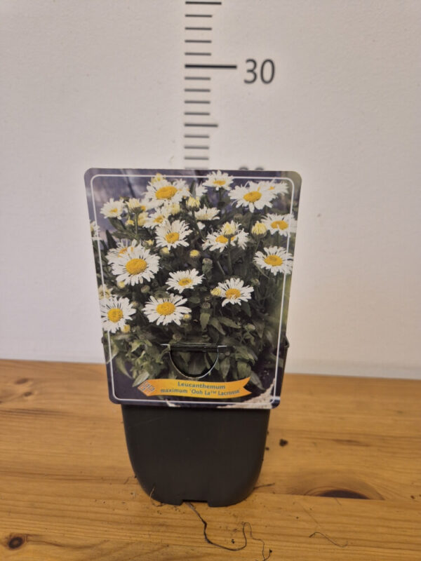 Leucanthemum mix – ivančica