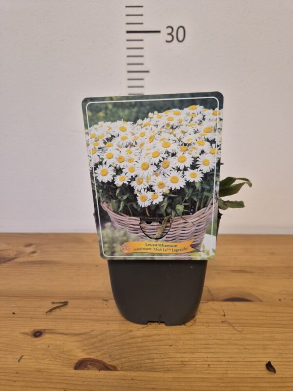 Leucanthemum mix – ivančica