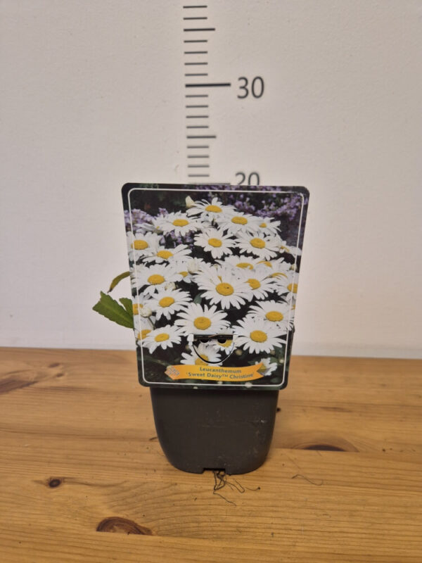 Leucanthemum mix – ivančica