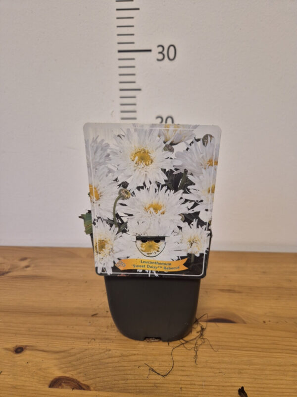 Leucanthemum mix – ivančica