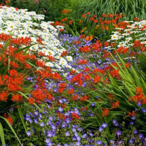 Leucanthemum mix – ivančica