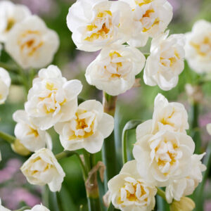 Narcissus 'Bridal Crown'