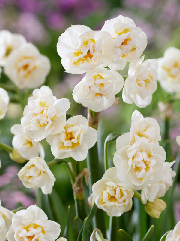 Narcissus 'Bridal Crown'