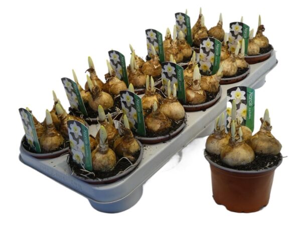 Narcissus 'Ice Follies'