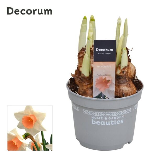 Narcissus 'Peaches & Cream'