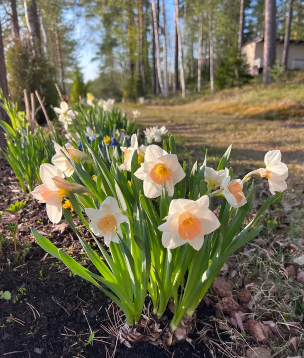 Narcissus 'Peaches & Cream'