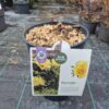 Paeonia Itoh mix – hibridni božur