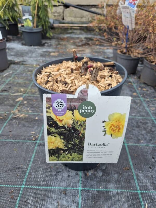 Paeonia Itoh mix – hibridni božur
