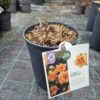 Paeonia Itoh mix – hibridni božur