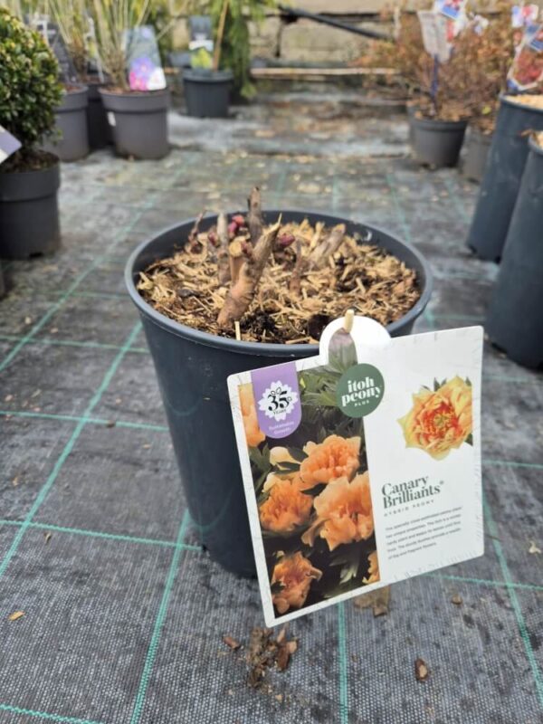 Paeonia Itoh mix – hibridni božur