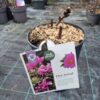Paeonia Itoh mix – hibridni božur