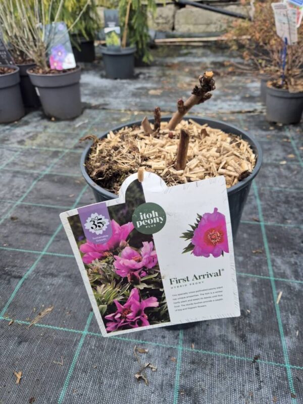 Paeonia Itoh mix – hibridni božur