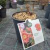 Paeonia Itoh mix – hibridni božur