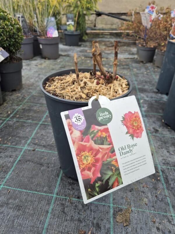 Paeonia Itoh mix – hibridni božur