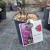 Paeonia Itoh mix – hibridni božur