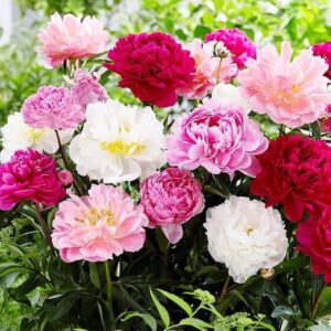 Paeonia Itoh mix Paeonia Itoh mix – hibridni božur