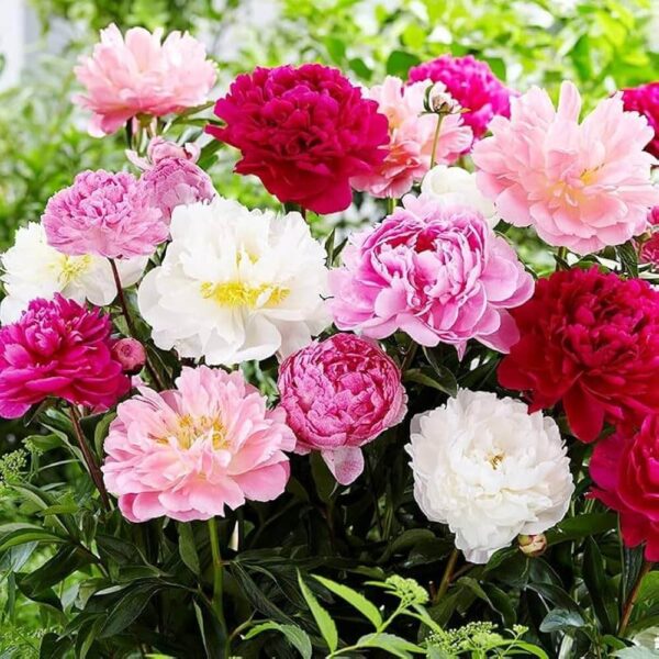 Paeonia Itoh mix – hibridni božur