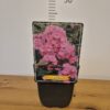 Phlox paniculata mix