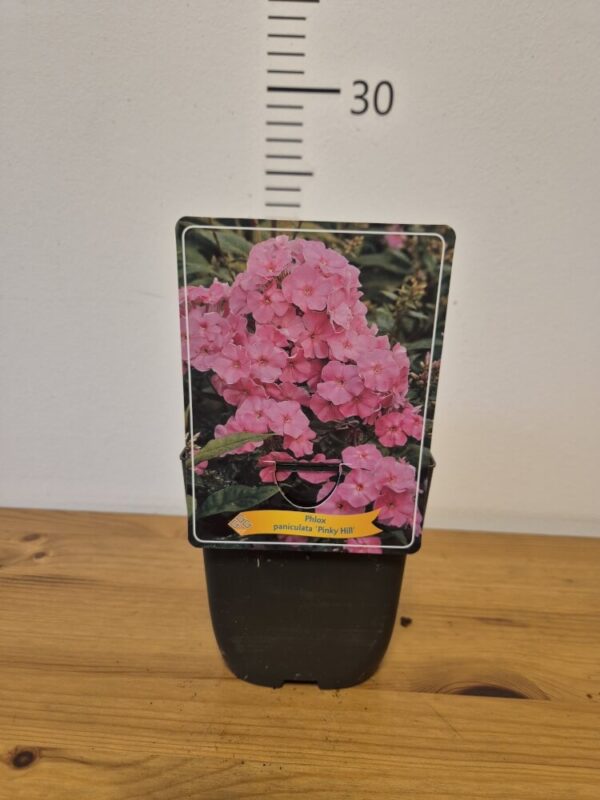Phlox paniculata mix