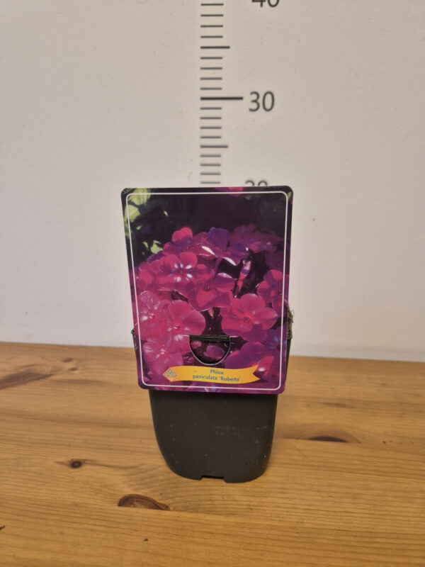 Phlox paniculata mix