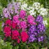 Phlox paniculata mix