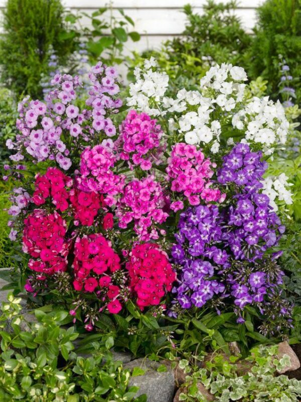 Phlox paniculata mix